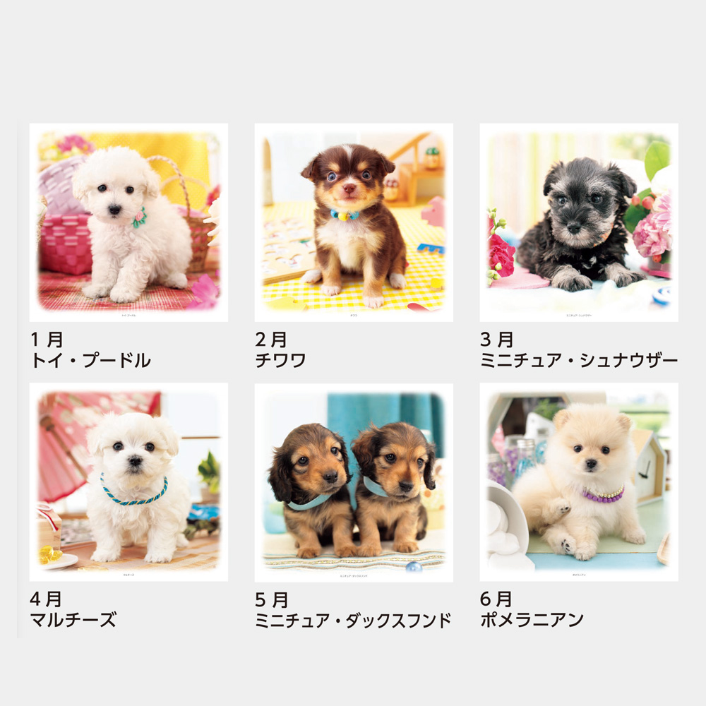 マルチーズ 壁掛けカレンダー 2023 カレンダー 子犬